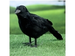 Черная садовая фигура «Ворон» #390407